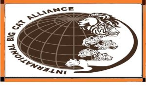 International Big Cat Alliance