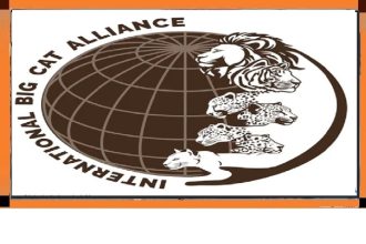 International Big Cat Alliance