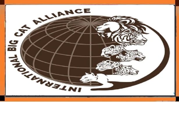 International Big Cat Alliance