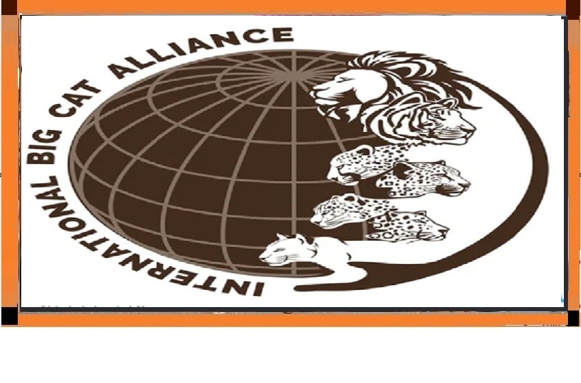 International Big Cat Alliance